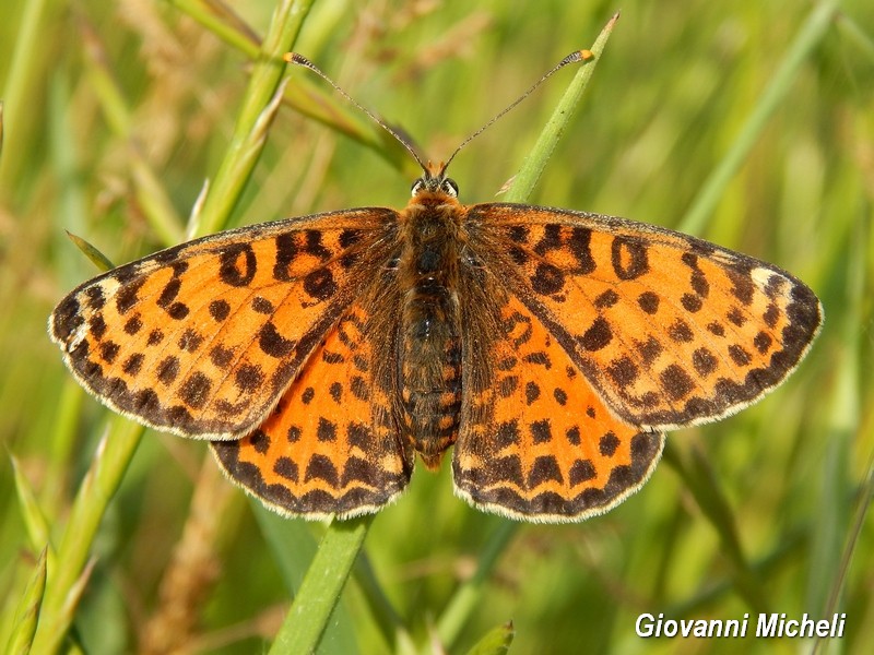 Melitae didyma - lato A e B